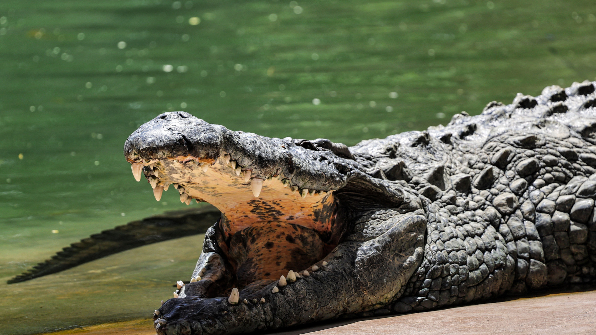 Criança é morta por crocodilo na frente dos pais na Indonésia - img