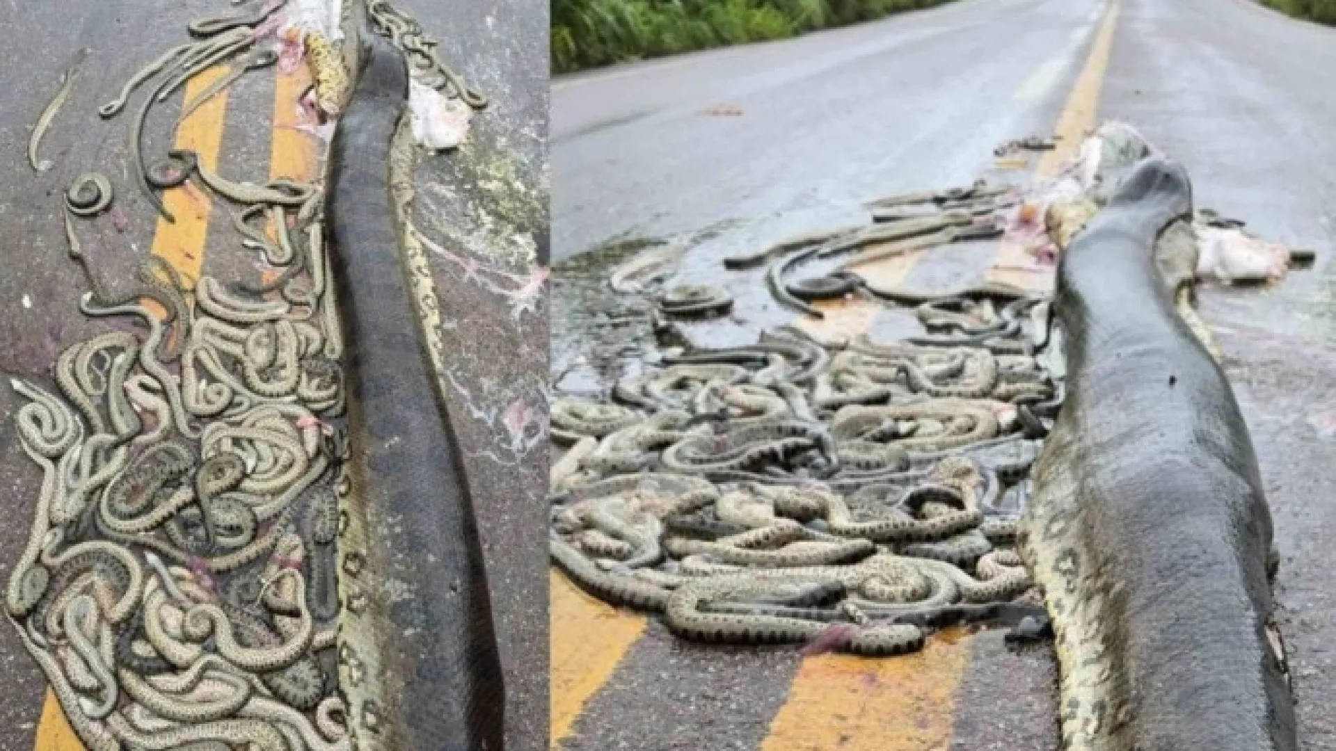Sucuri grávida morre atropelada e filhotes são expelidos em rodovia em MT - img
