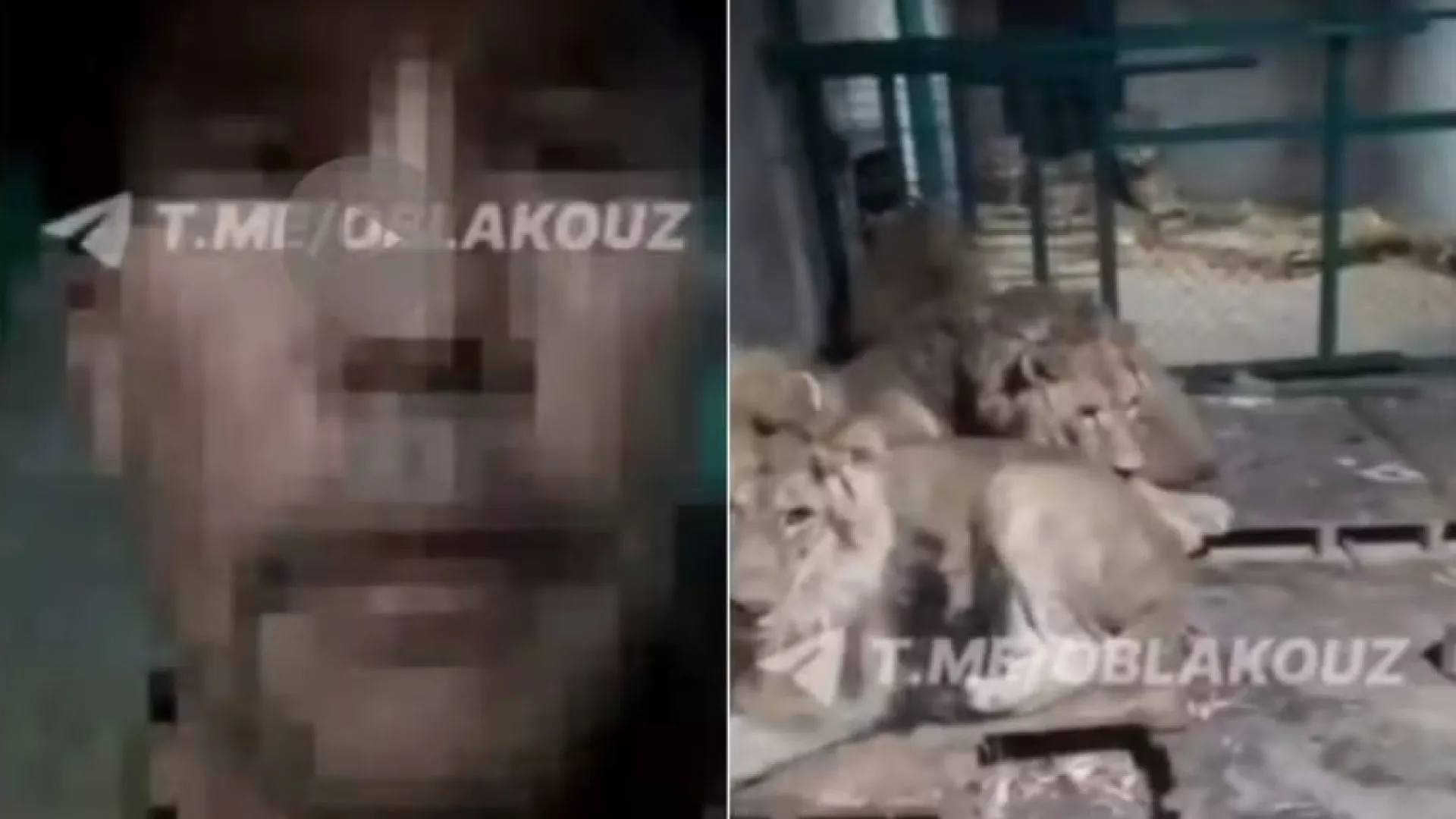 Tratador acaba filmando a própria morte em jaula com leões - img
