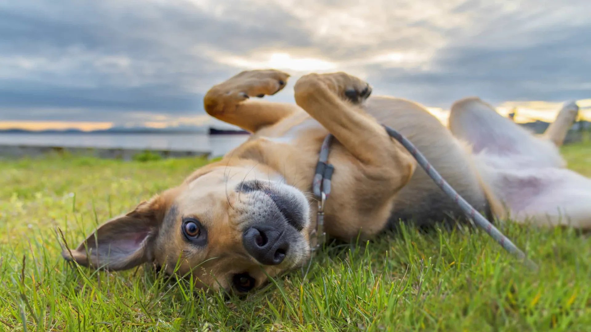 saiba como ajudar o seu pet com dicas simples - img