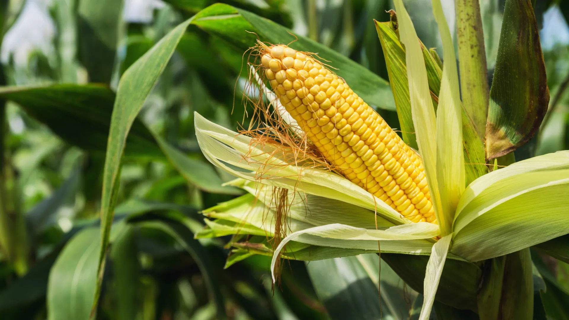Agricultura busca transformação para enfrentar mudanças climáticas - img