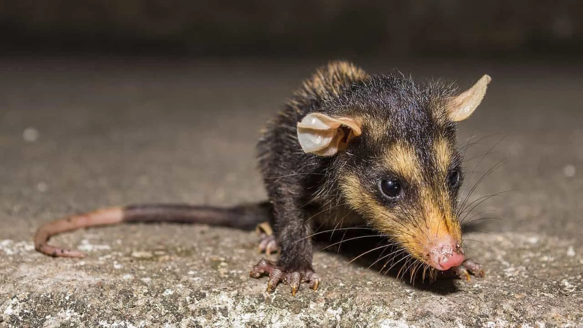 Animais silvestres, vítimas da ação humana, lotam espaço de abrigo - img