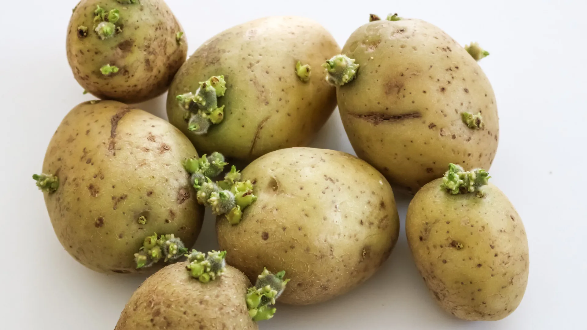 Batatas com brotos ou coloração esverdeada podem ser perigosas, entenda - img