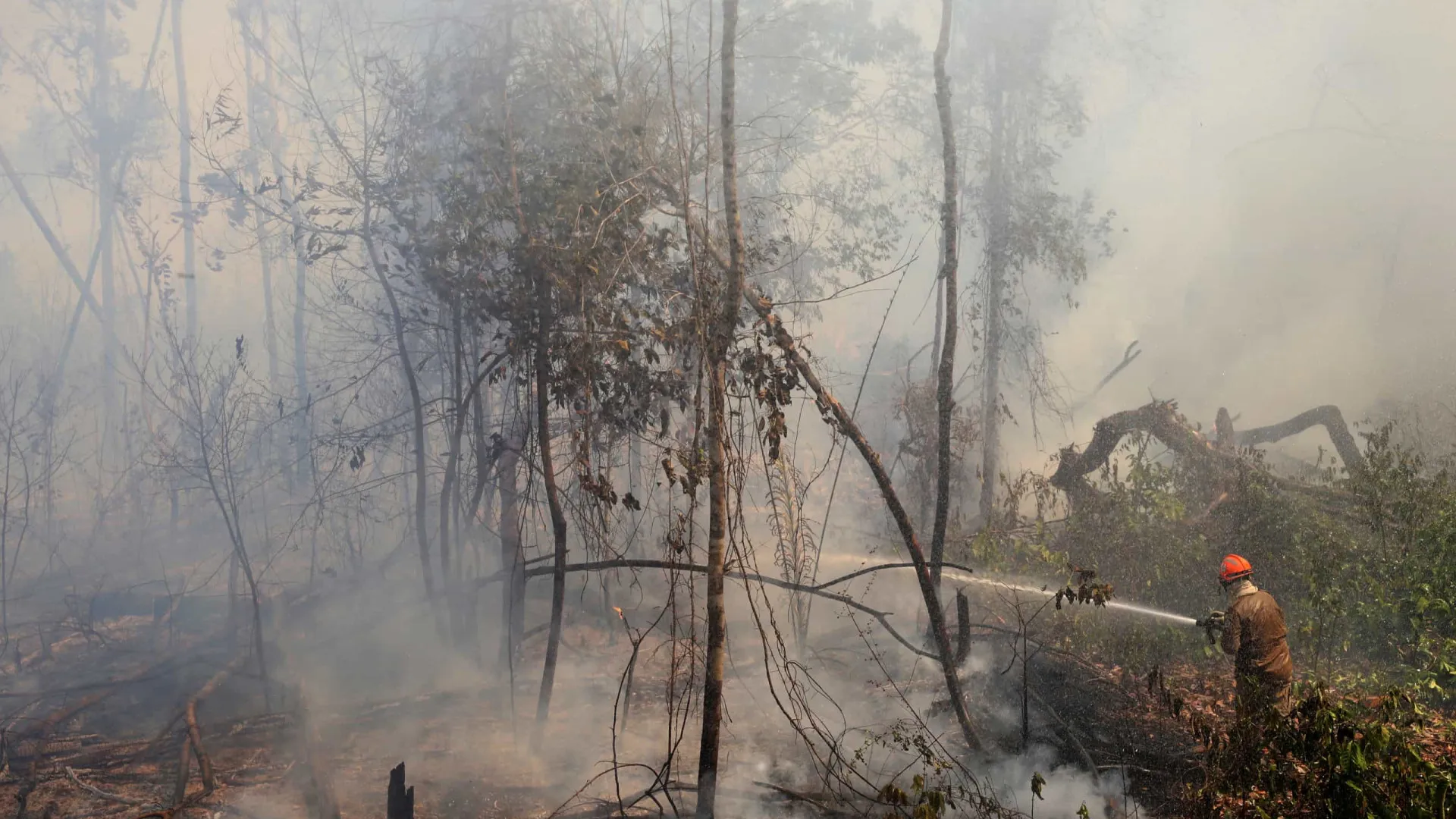 Fogo em mata assusta moradores da zona oeste do Rio - img