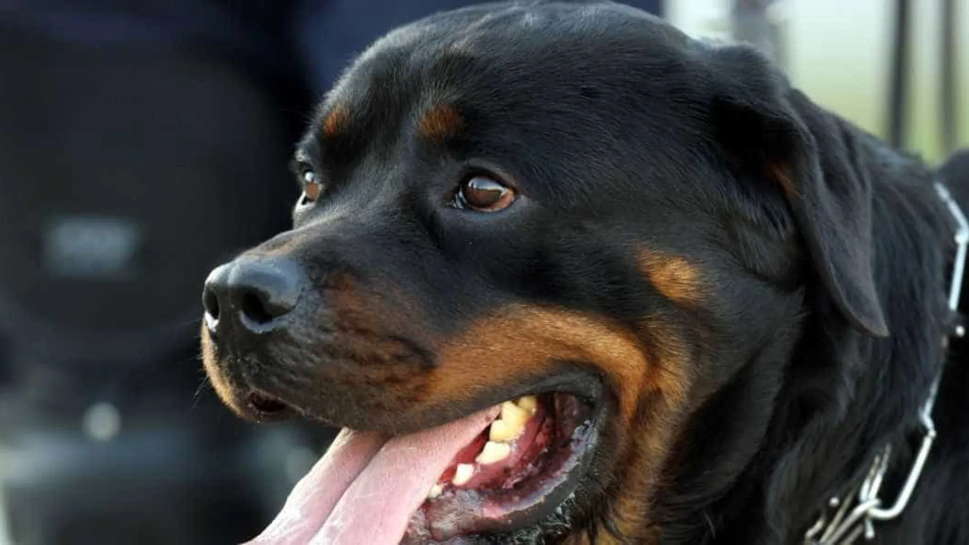 Cão rottweiler escapa de coleira e ataca adolescente na rua em SP - img
