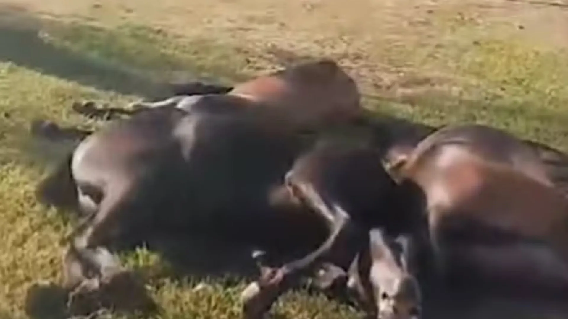 Cavalos sacrificados em praça pública no Rio chocam moradores - img