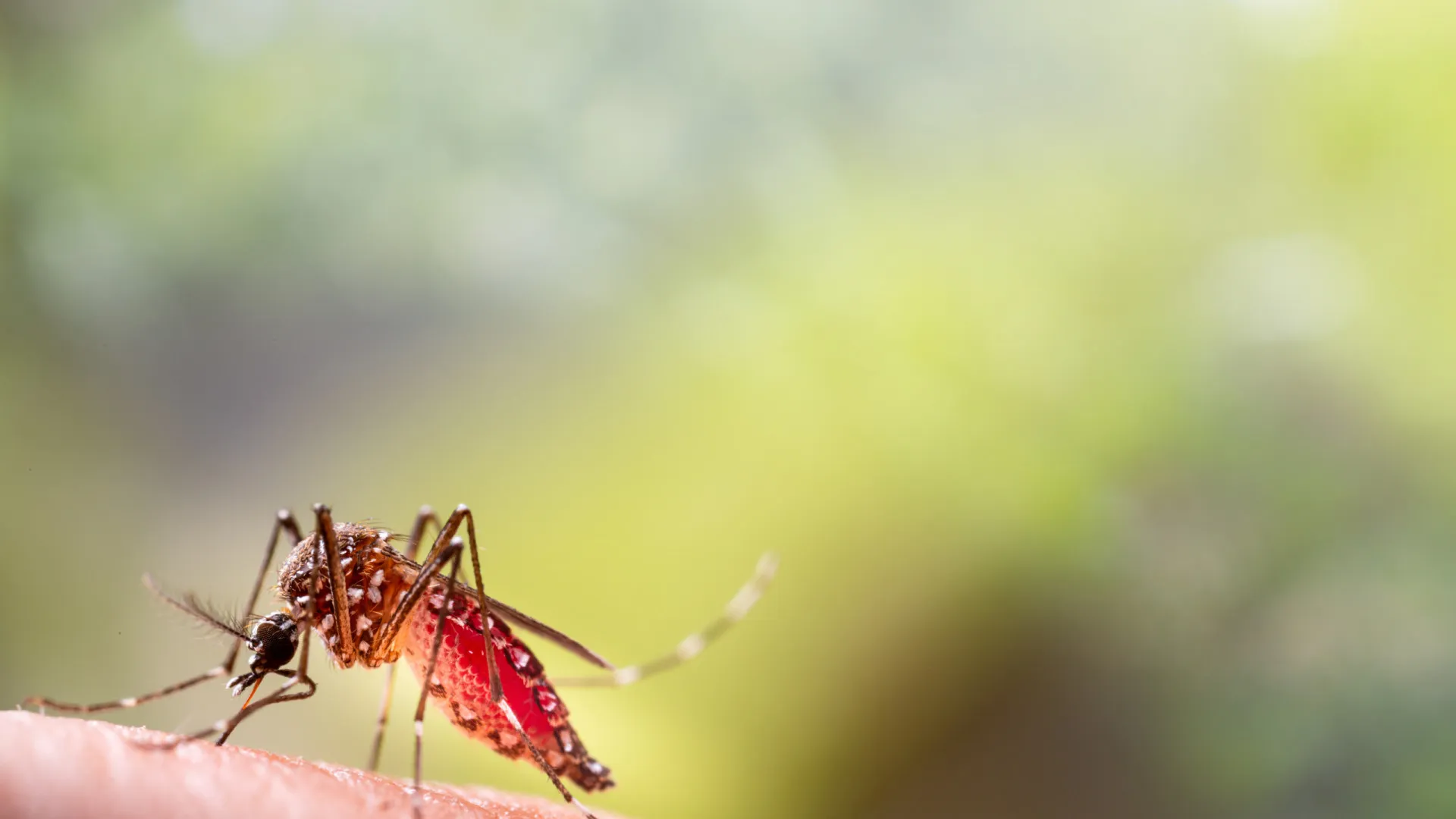 Dia D contra dengue promove ações de conscientização em todo o Brasil - img