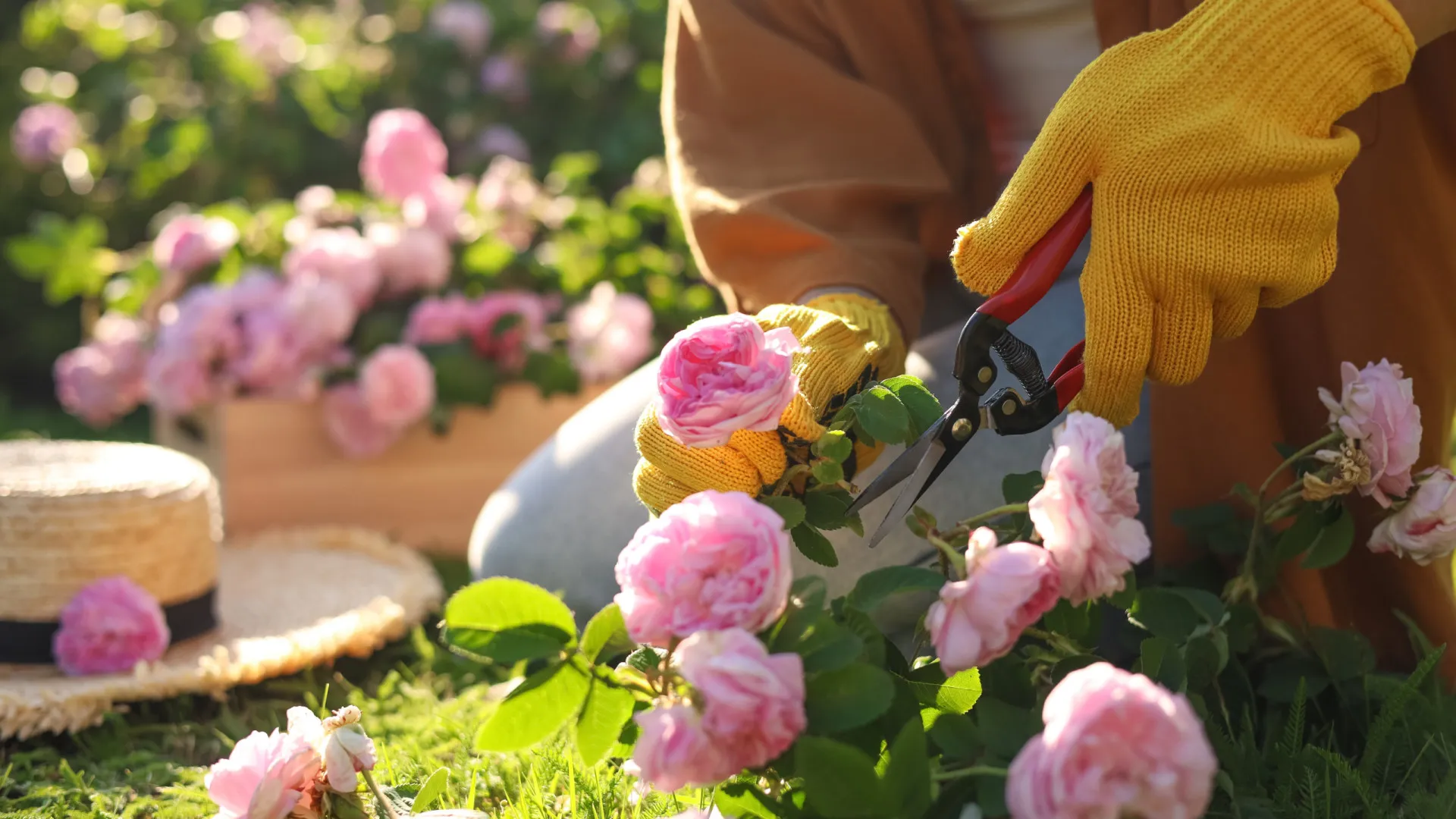 Erros que deve evitar ao podar as plantas - img