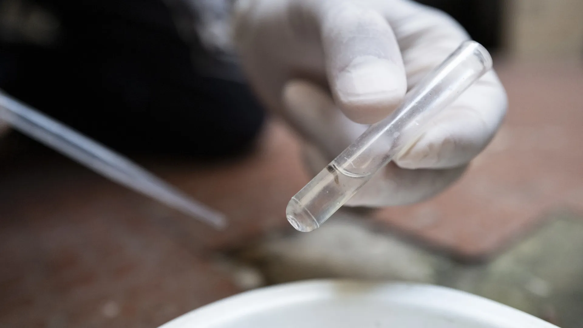 Estado de São Paulo confirma, em média, 2,9 mil casos de dengue por dia em 2025 - img