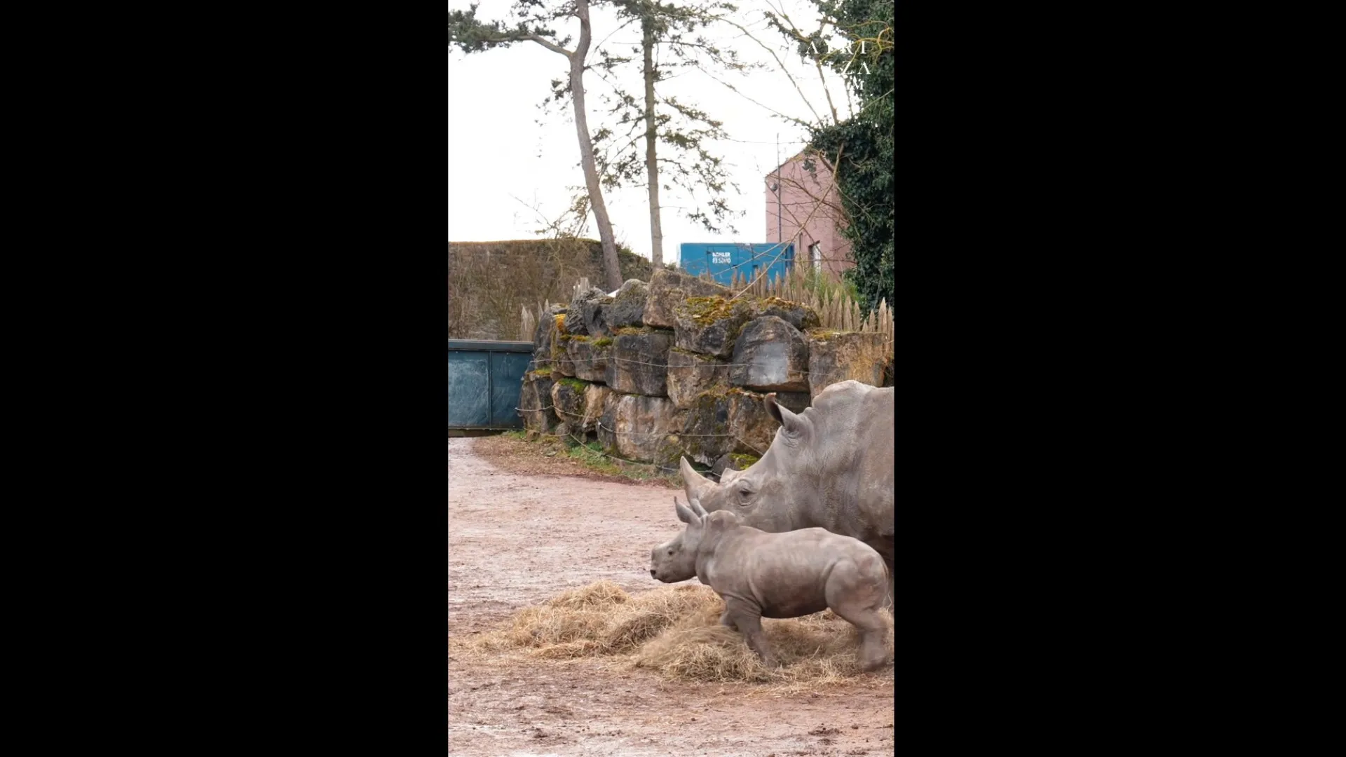 Filhote de rinoceronte-branco faz primeira aparição em zoo na Bélgica - img