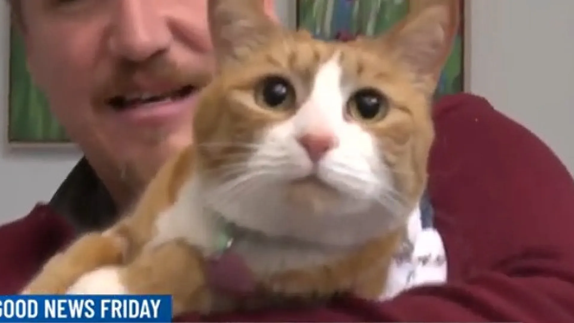 Gato desaparecido é encontrado preso em sofá após três semanas sem comida - img