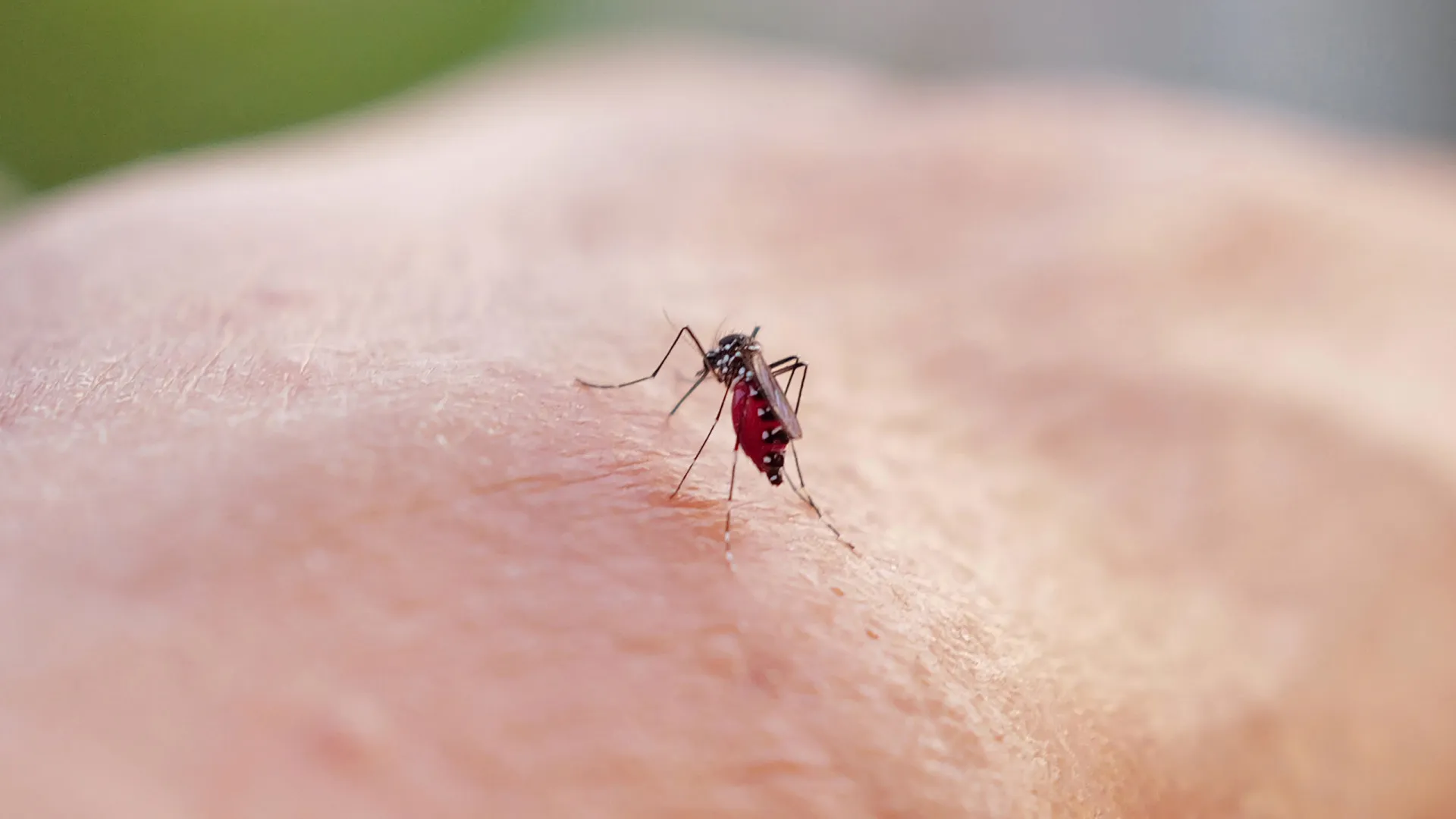 Governo de São Paulo realiza 'Dia D' de combate à dengue - img