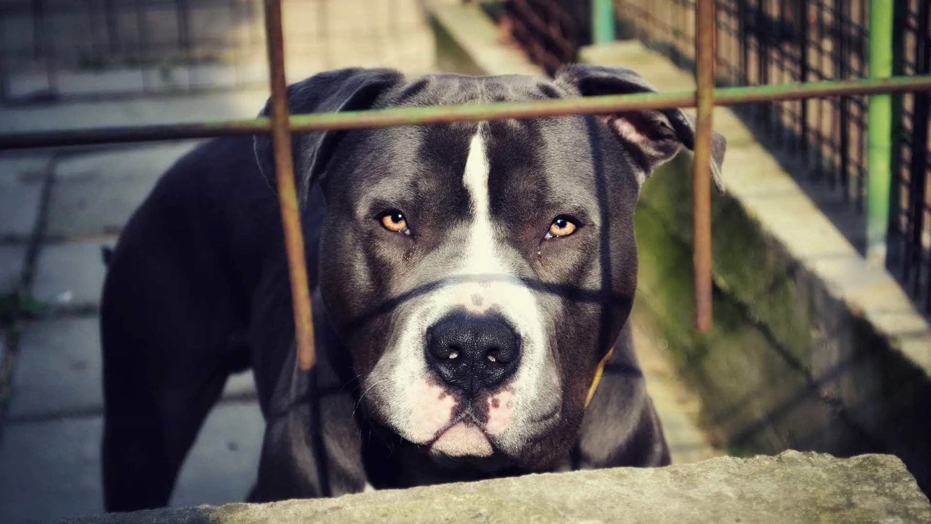 Homem morre após ser atacado por pitbull em São Paulo - img