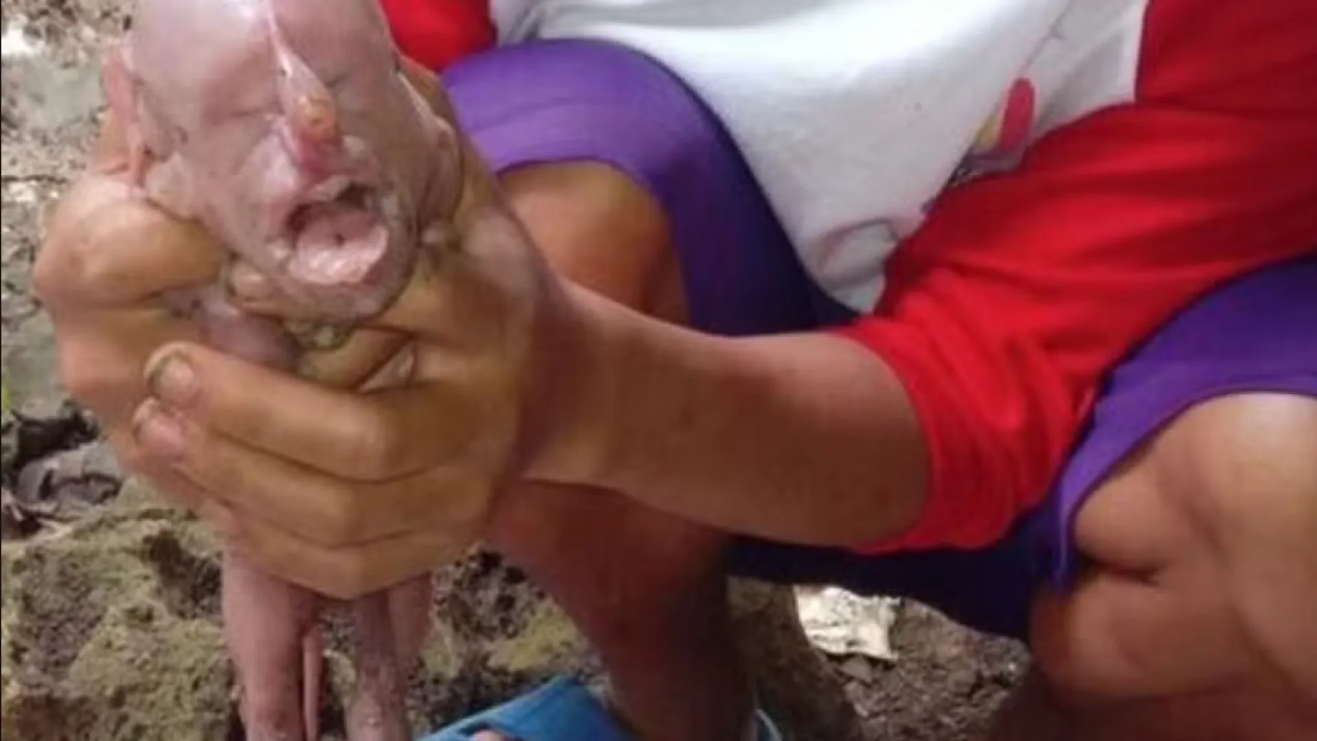 Porca dá à luz filhote com 'rosto humano' nas Filipinas - img