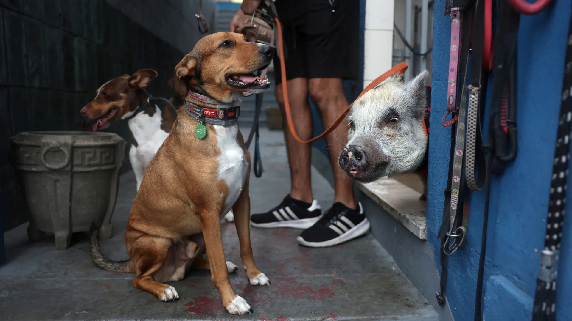 Treinador de cães no RJ usa porco para acalmar animais agressivos; veja - img