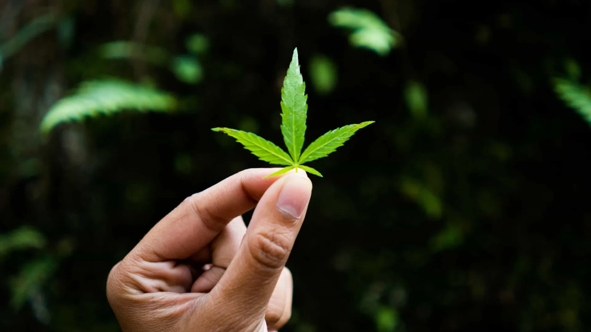 Uso de maconha em casa aumenta intoxicação de crianças expostas, mostra estudo - img