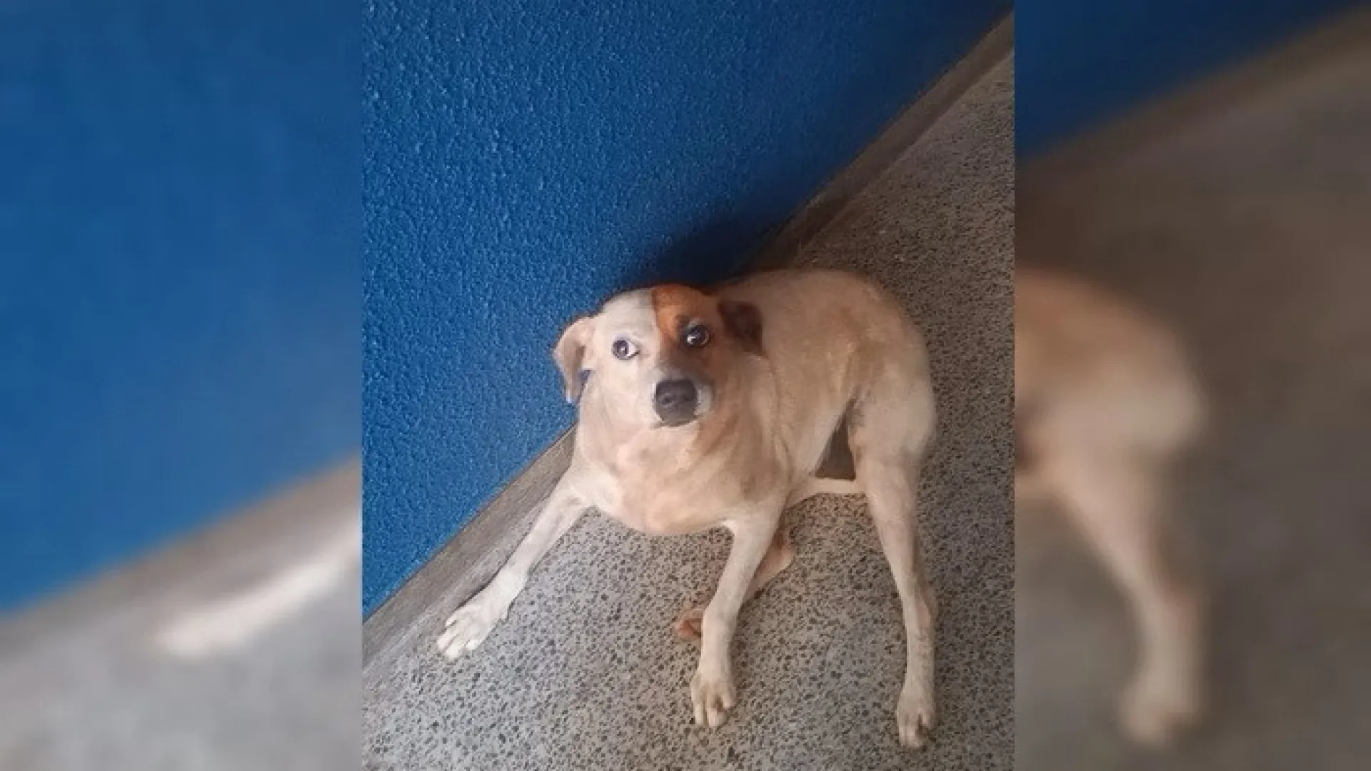 Vídeo mostra reencontro entre dona e cadela desaparecida: "emocionante" - img
