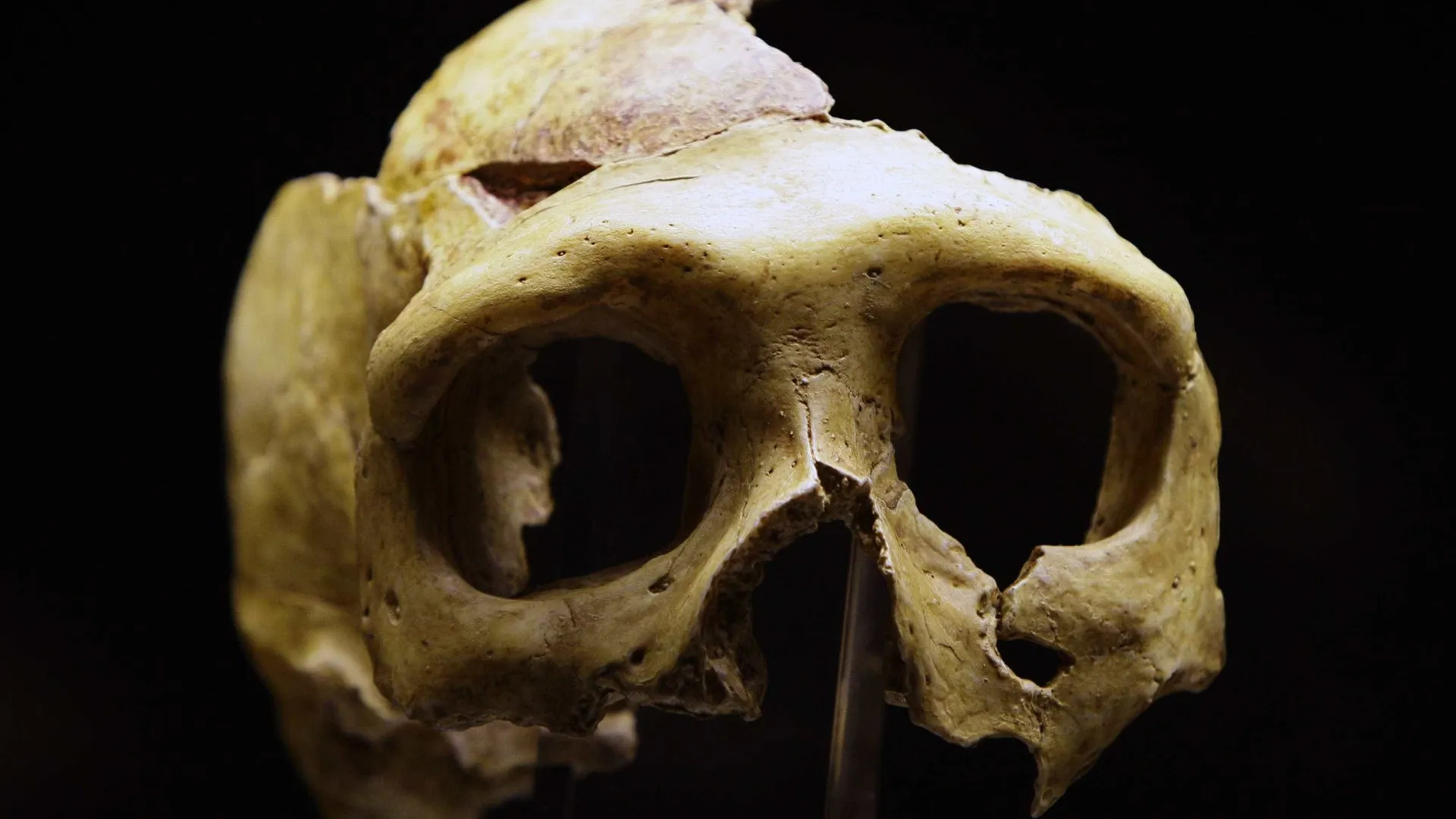 Ancestrais do ser humano produziram os mais antigos instrumentos de osso da história - img