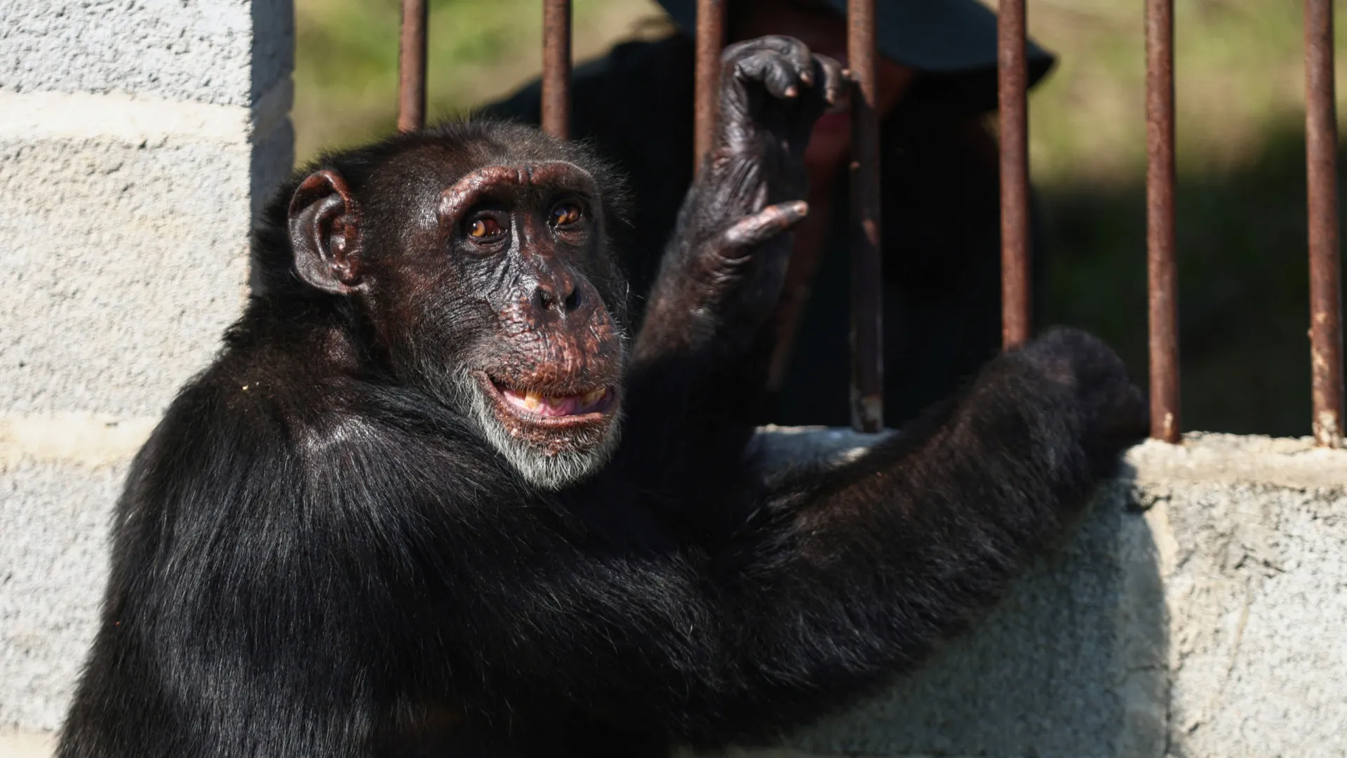 Chimpanzé criado por 'barão da droga' encontra nova casa no Brasil - img