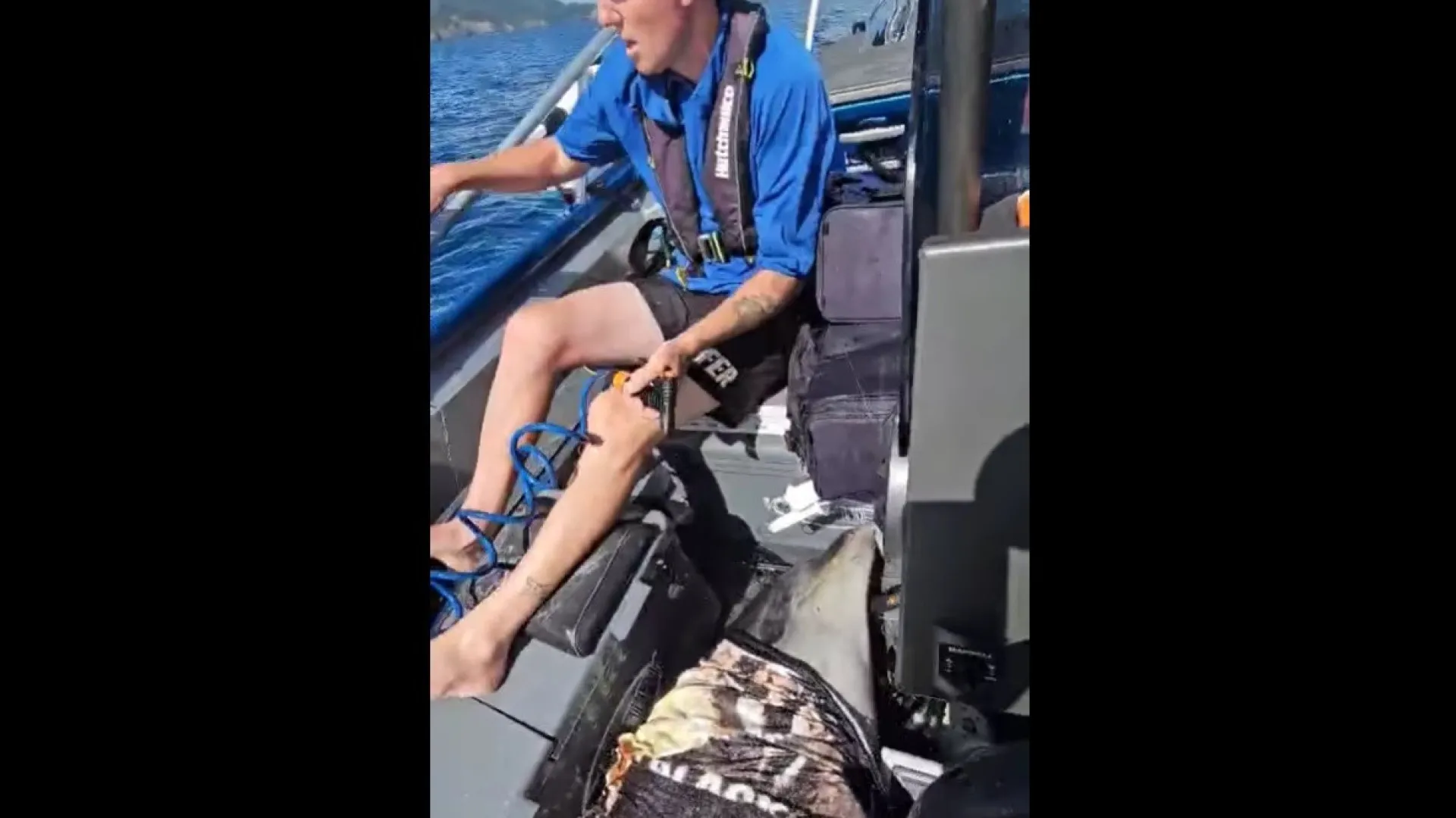 Golfinho 'cai do céu' e aterrissa em pequeno barco de pesca - img