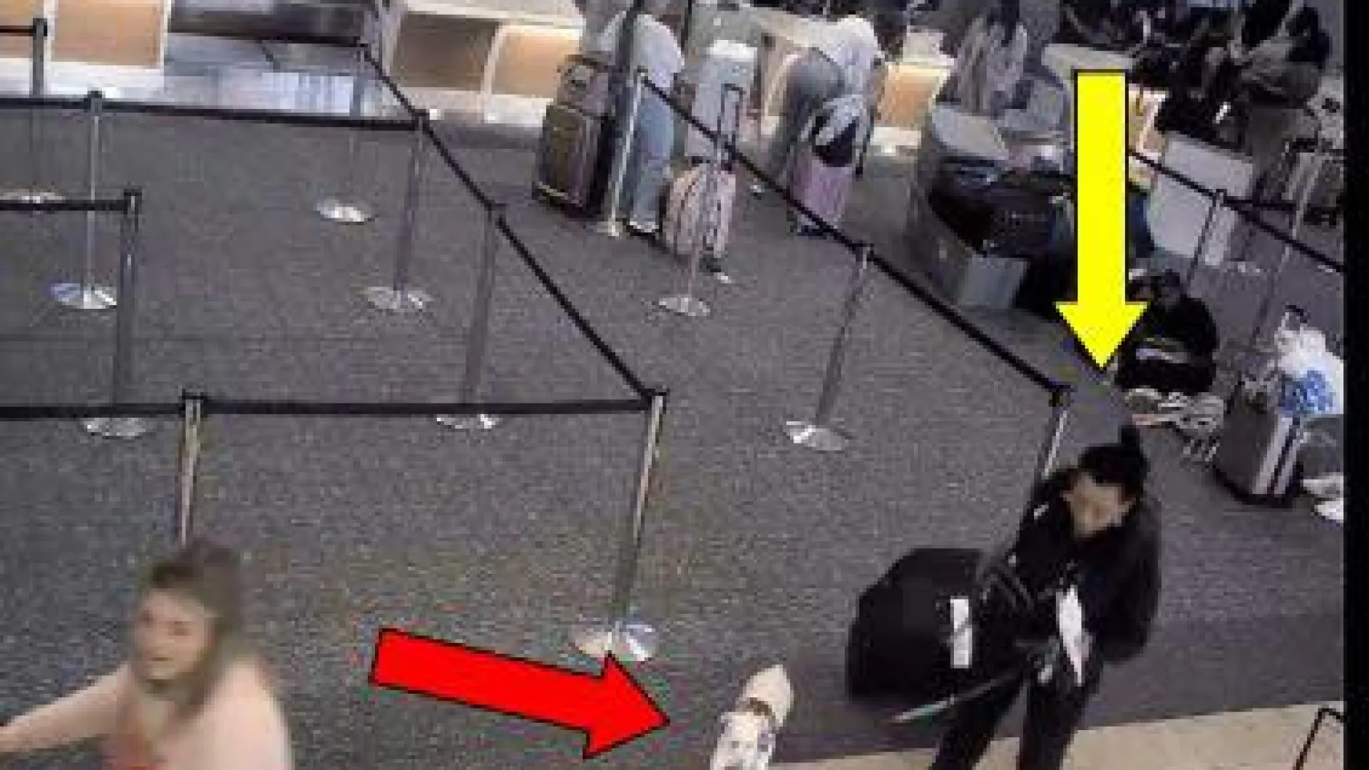 Mulher afoga cão em aeroporto para poder embarcar em voo nos EUA - img