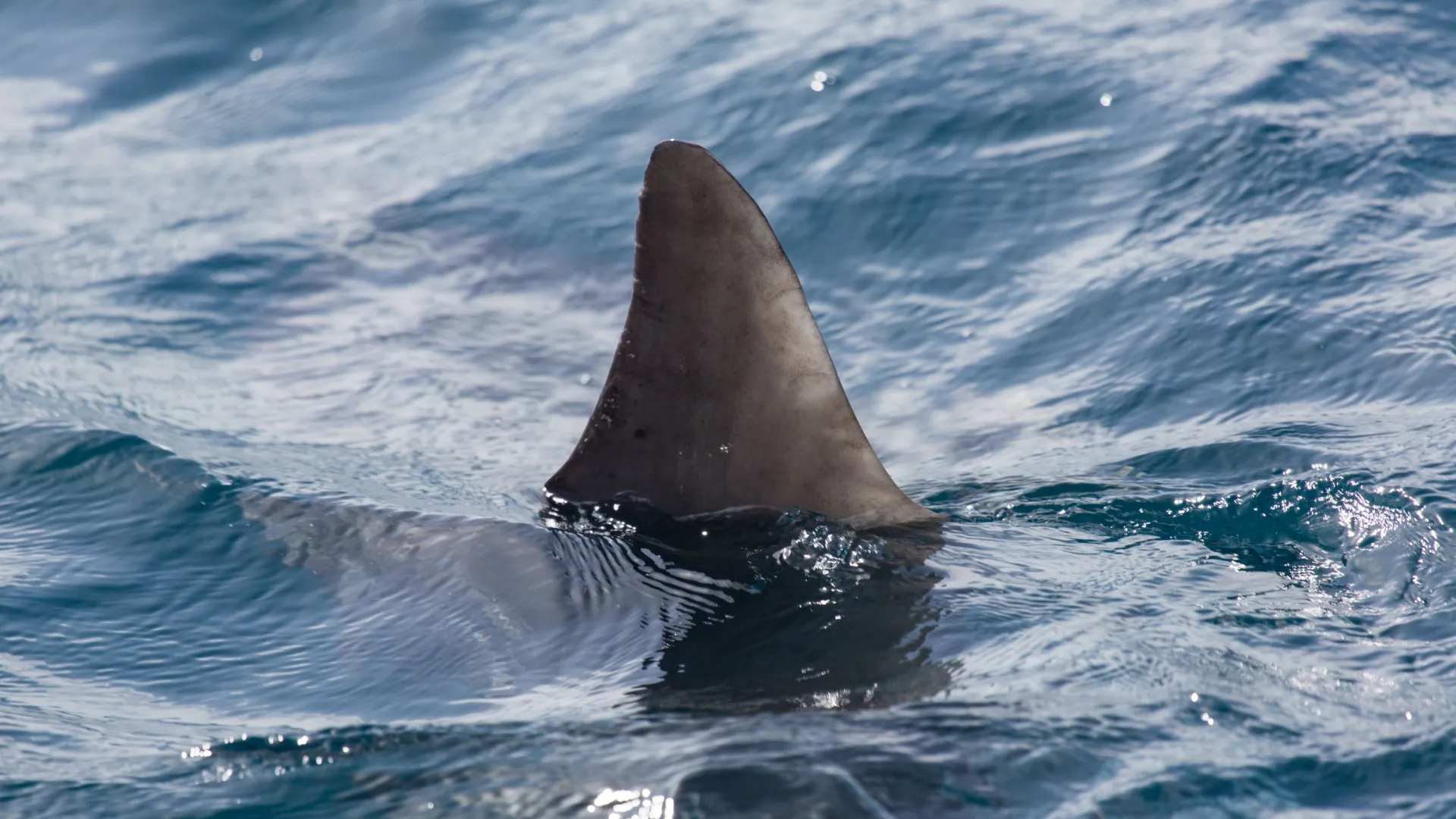 Surfista morre em ataque de tubarão na Austrália - img