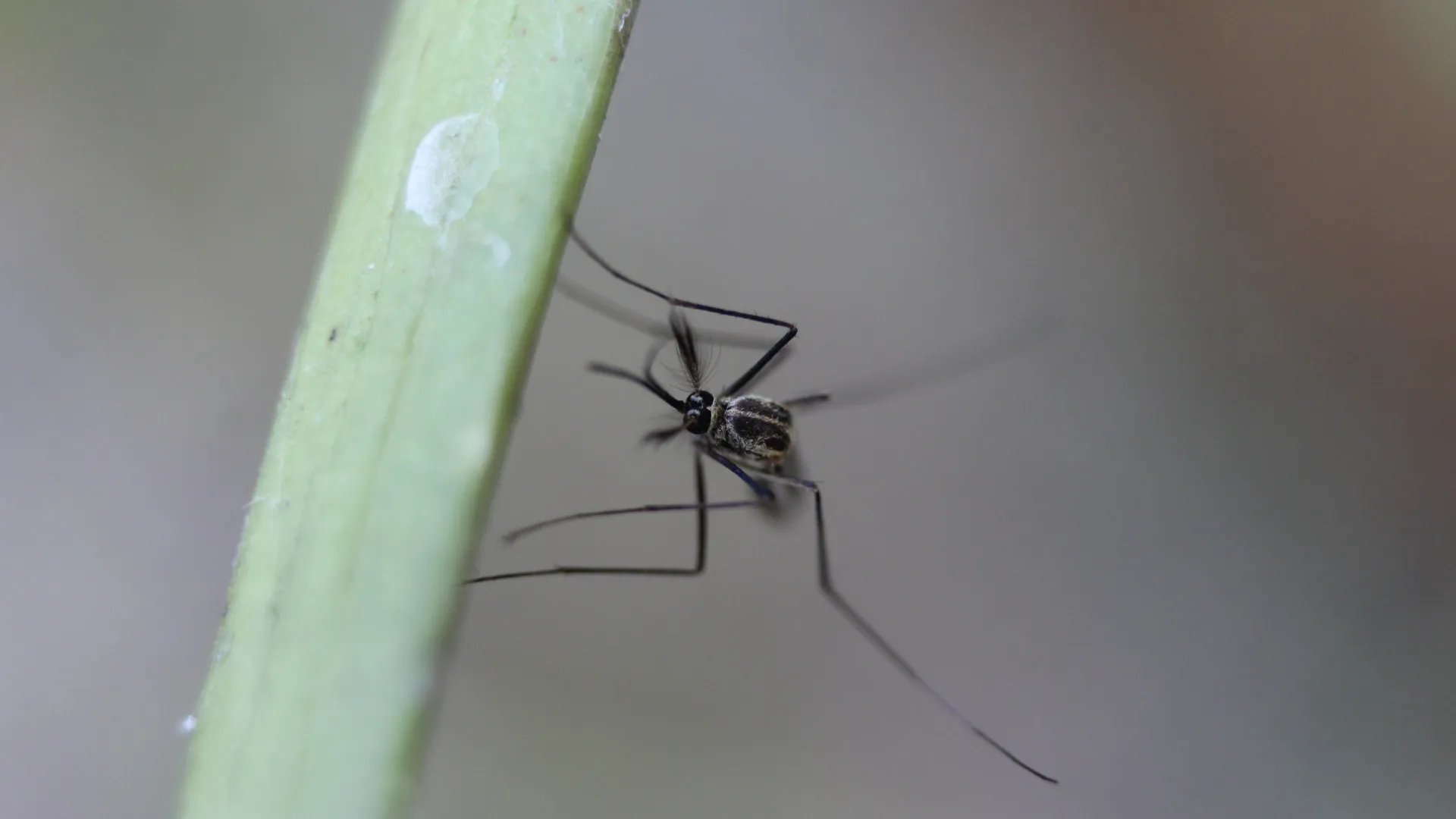 Brasil ultrapassa marca de um milhão de casos de dengue em 2025 - img