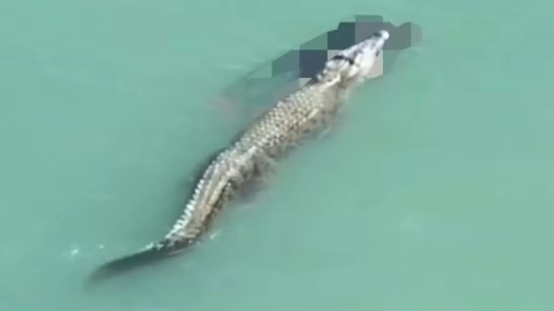 Crocodilo ataca e mata nadador com 'giro da morte'; vídeo - img