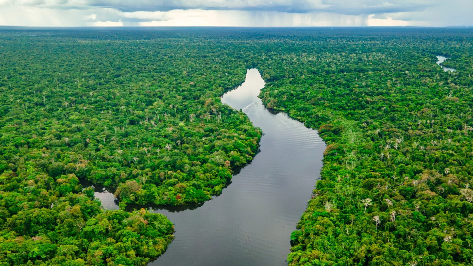 Floresta amazônica: Curiosidades e segredos que pouca gente sabe - img