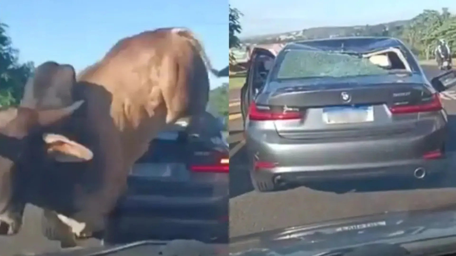Touro enfurecido avança sobre homem e passa por cima de BMW - img