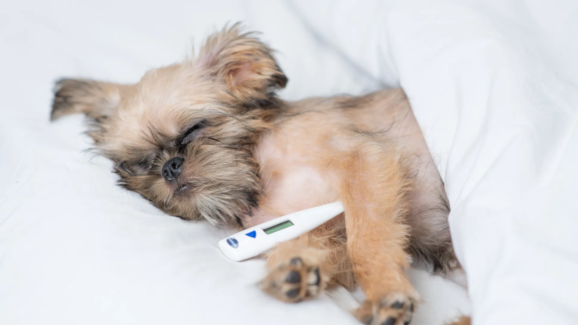 Como identificar febre em cães e quando é preciso se preocupar - img