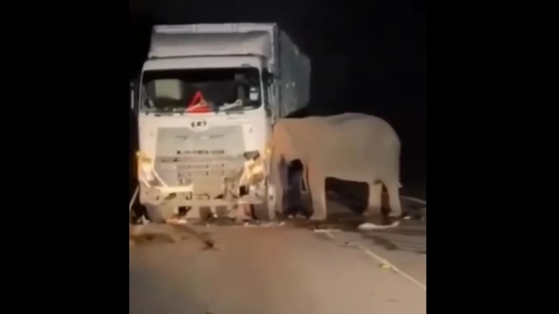 Elefante fica durante horas grudado ao caminhão que atropelou a sua cria - img