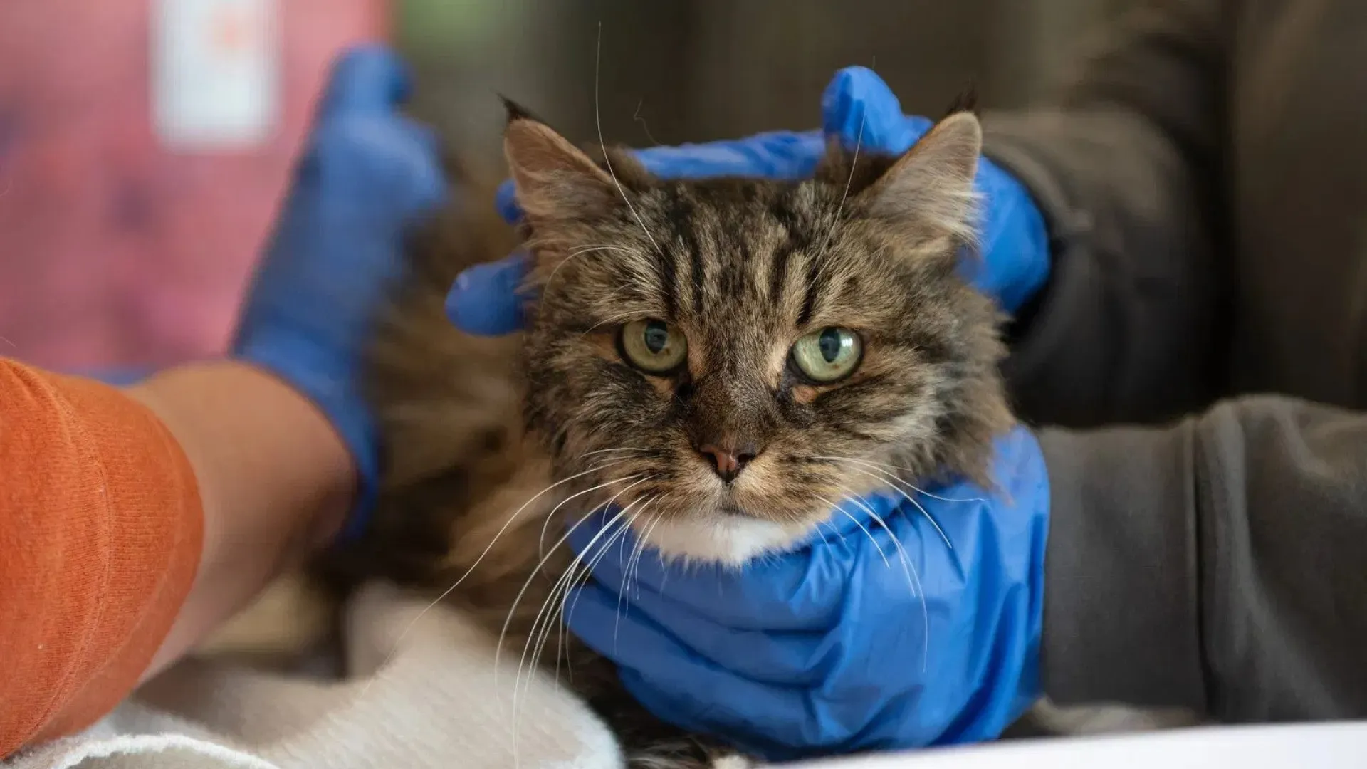 Gata é única sobrevivente de queda de 116 metros em desfiladeiro nos EUA - img