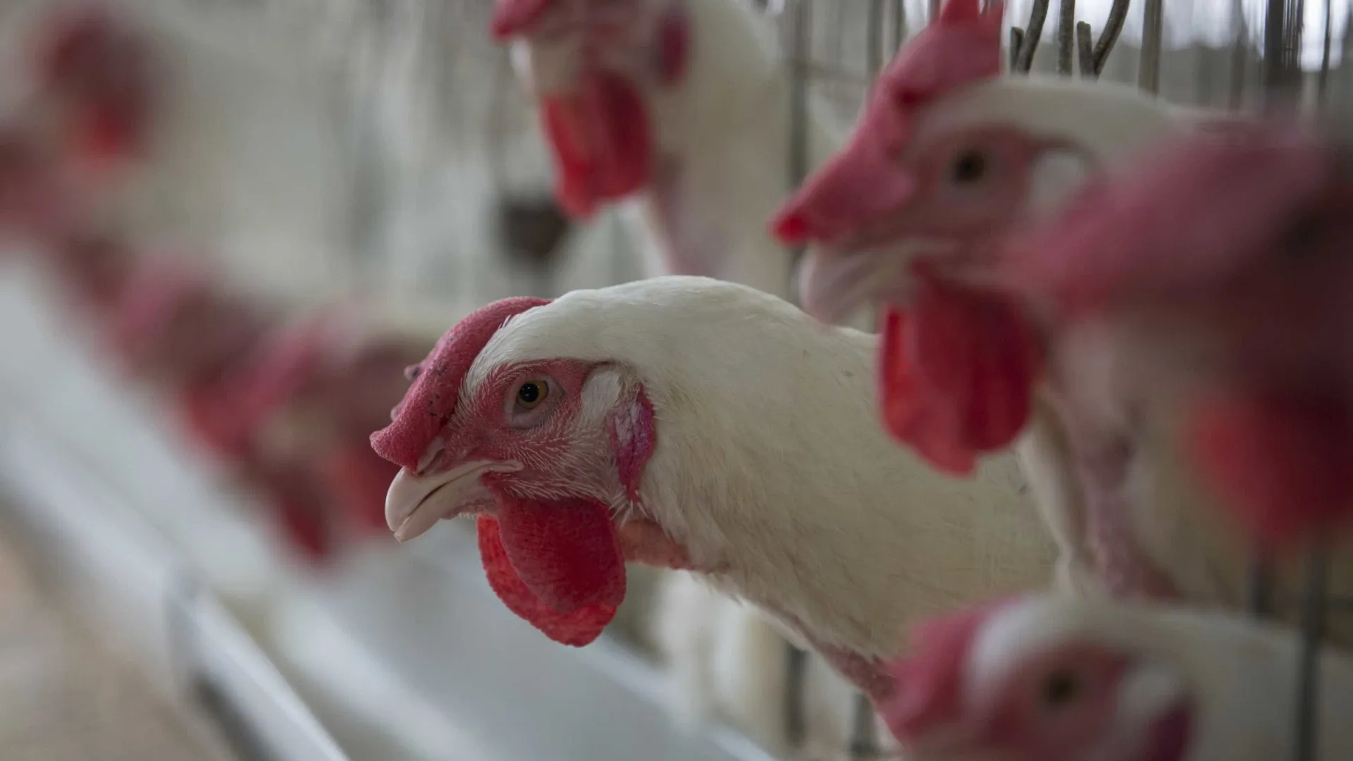 Gripe aviária: Filipinas e Jordânia suspendem importação de carne de aves de todo Brasil - img