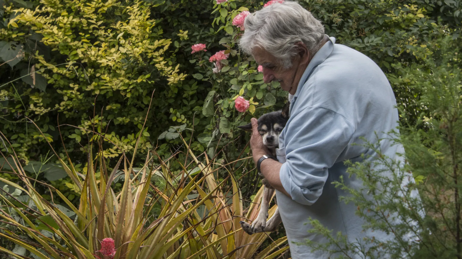 José Mujica queria ser cremado e enterrado ao lado da cadela Manuela - img