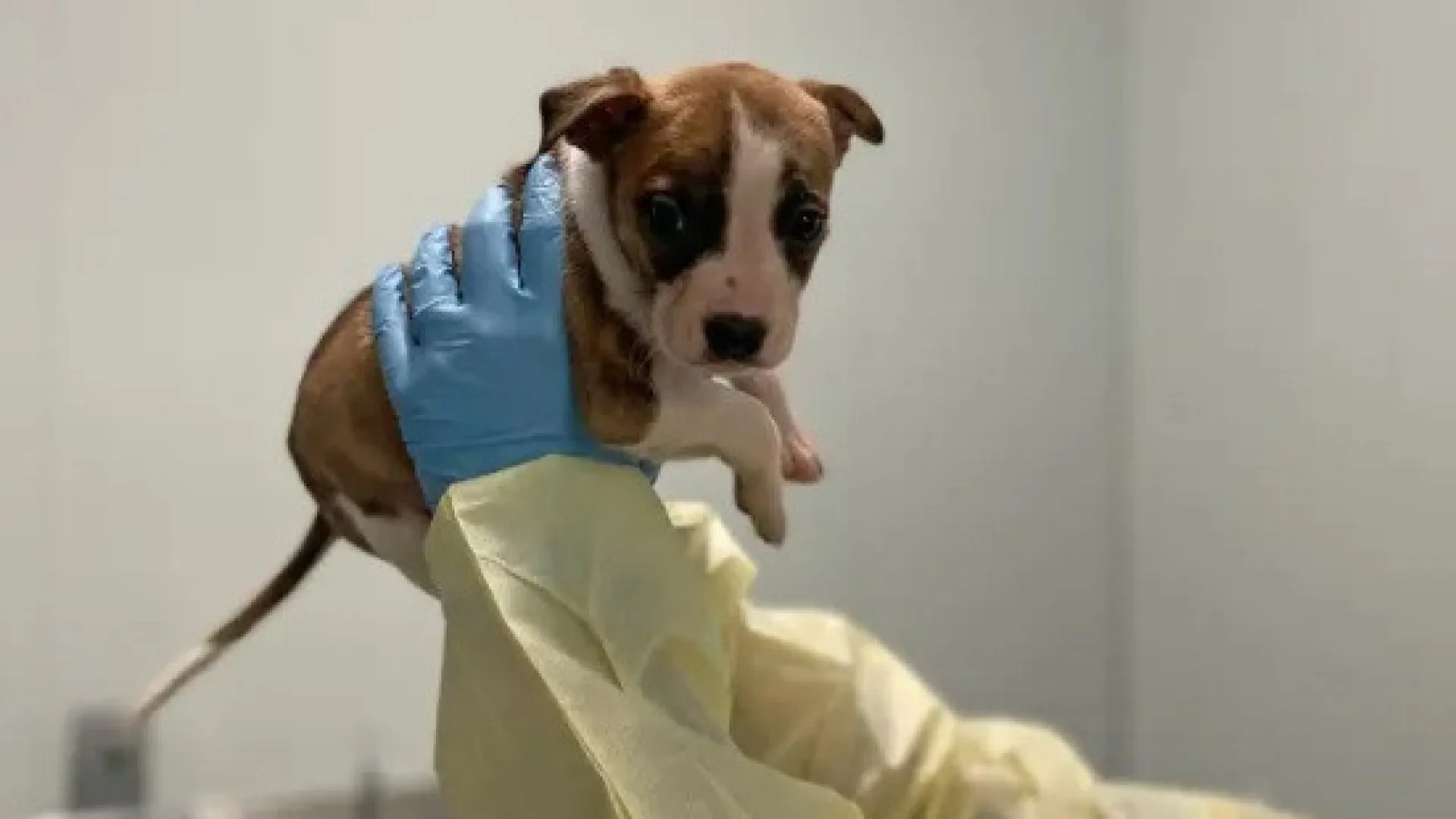Laudo revela que filhote de pitbull não causou morte de bebê nos EUA - img