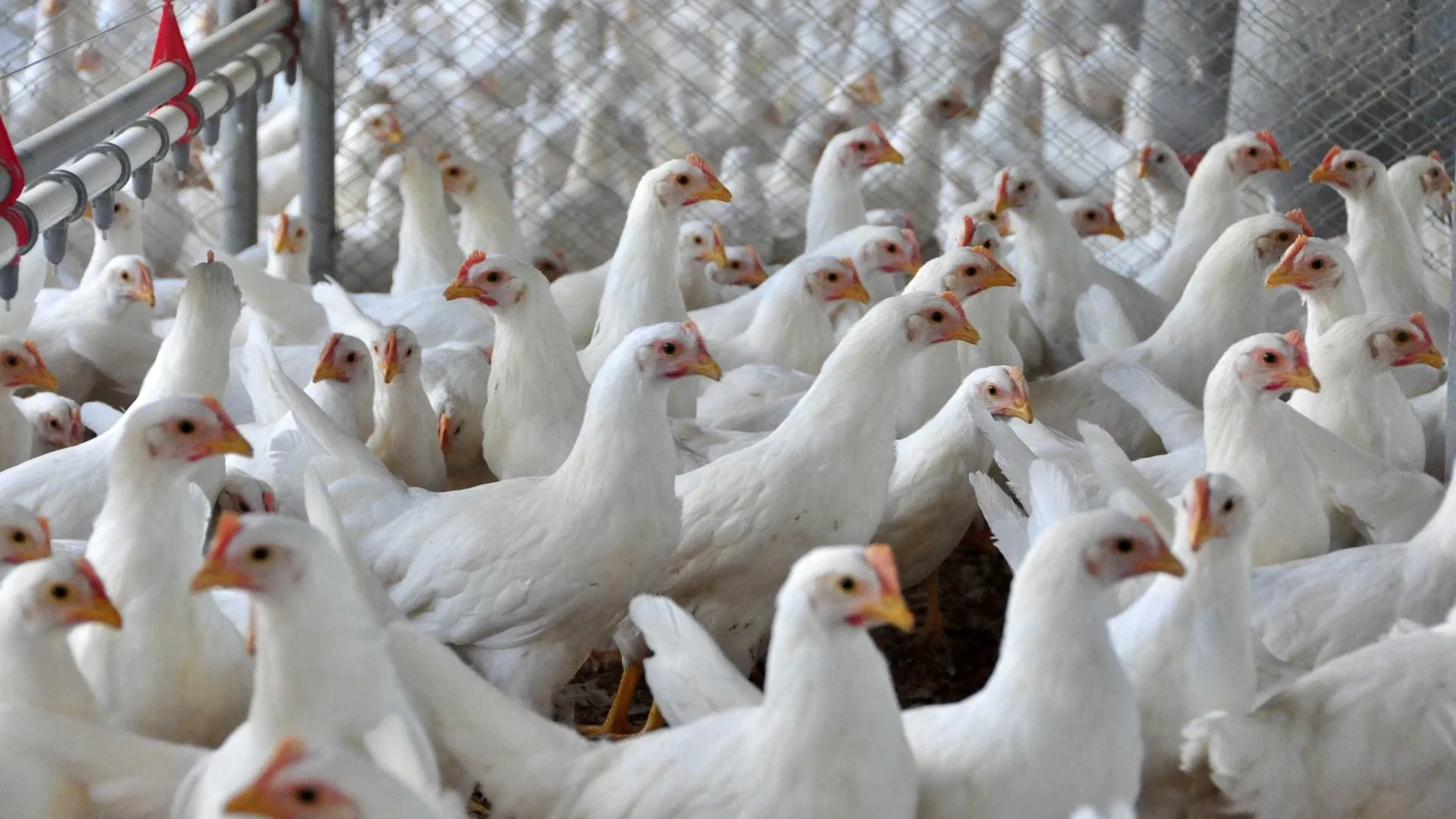 Ministro da Agricultura anuncia que foco de gripe aviária está contido - img