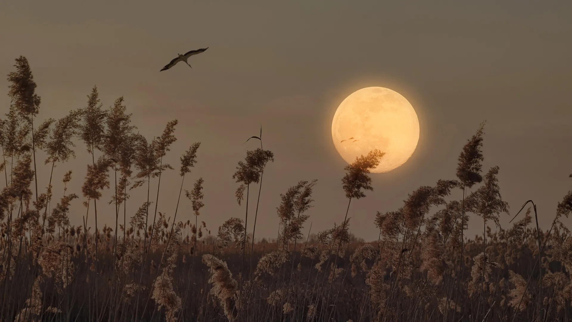 Os três signos que serão mais impactados pela lua cheia desta semana - img