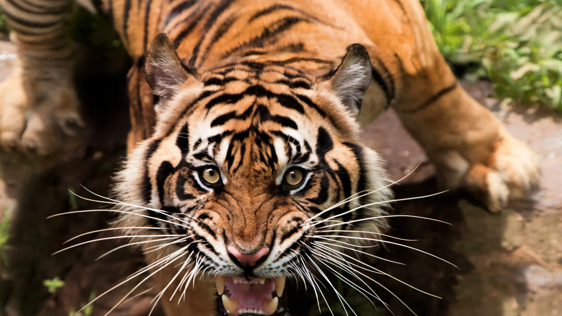 Países que abrigam os animais mais perigosos do mundo e o Brasil surpreende na lista 1 Países que abrigam os animais mais perigosos do mundo e o Brasil surpreende na lista - img