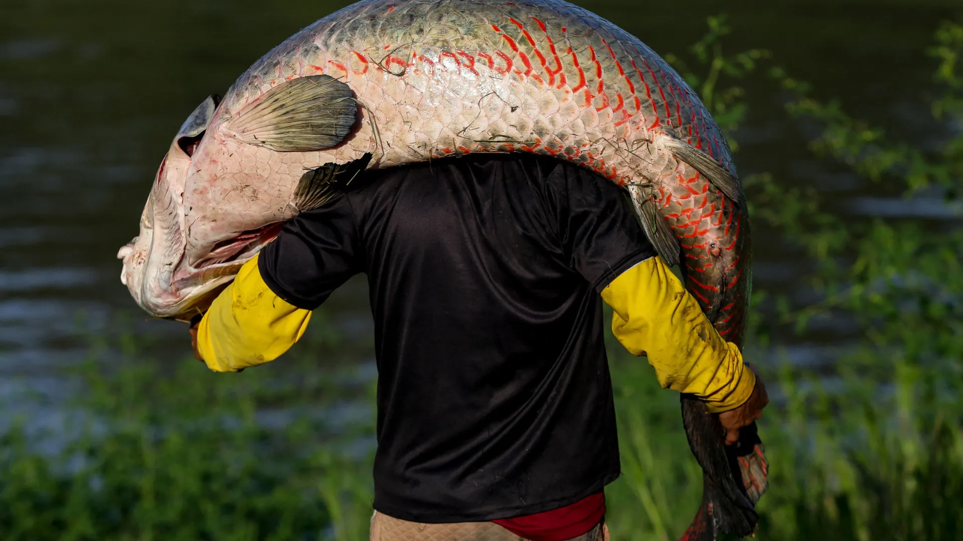 Peixe gigante da Amazônia de mais de 2 metros é pescado na Bahia; entenda qual é risco - img