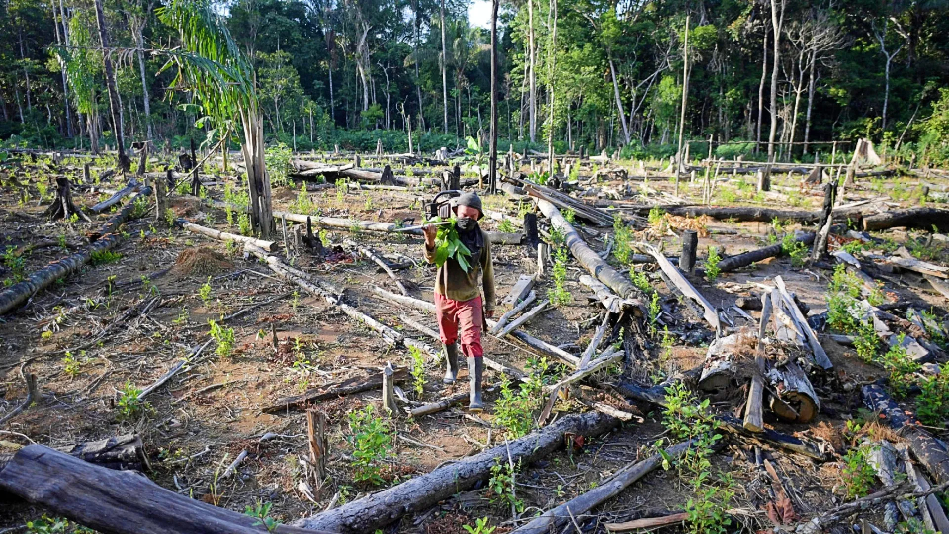 Perda de florestas no mundo bate recorde em 2024 com avanço de incêndios - img