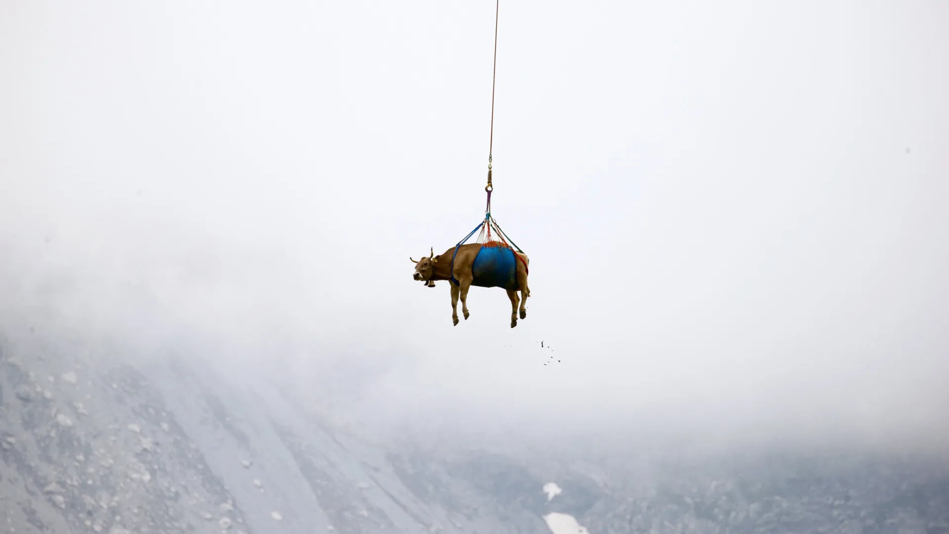 Vacas são retiradas de helicóptero de aldeia nos Alpes; assista - img
