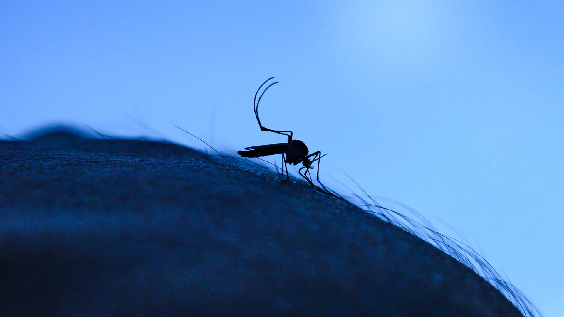 Vírus do Nilo é identificado pela primeira vez no Reino Unido - img