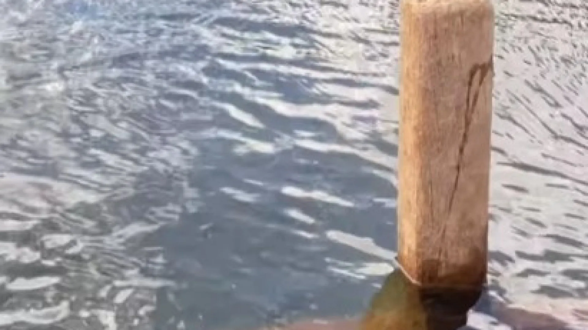 Cemitério submerso aparece após 30 anos em Goiás; vídeo - img