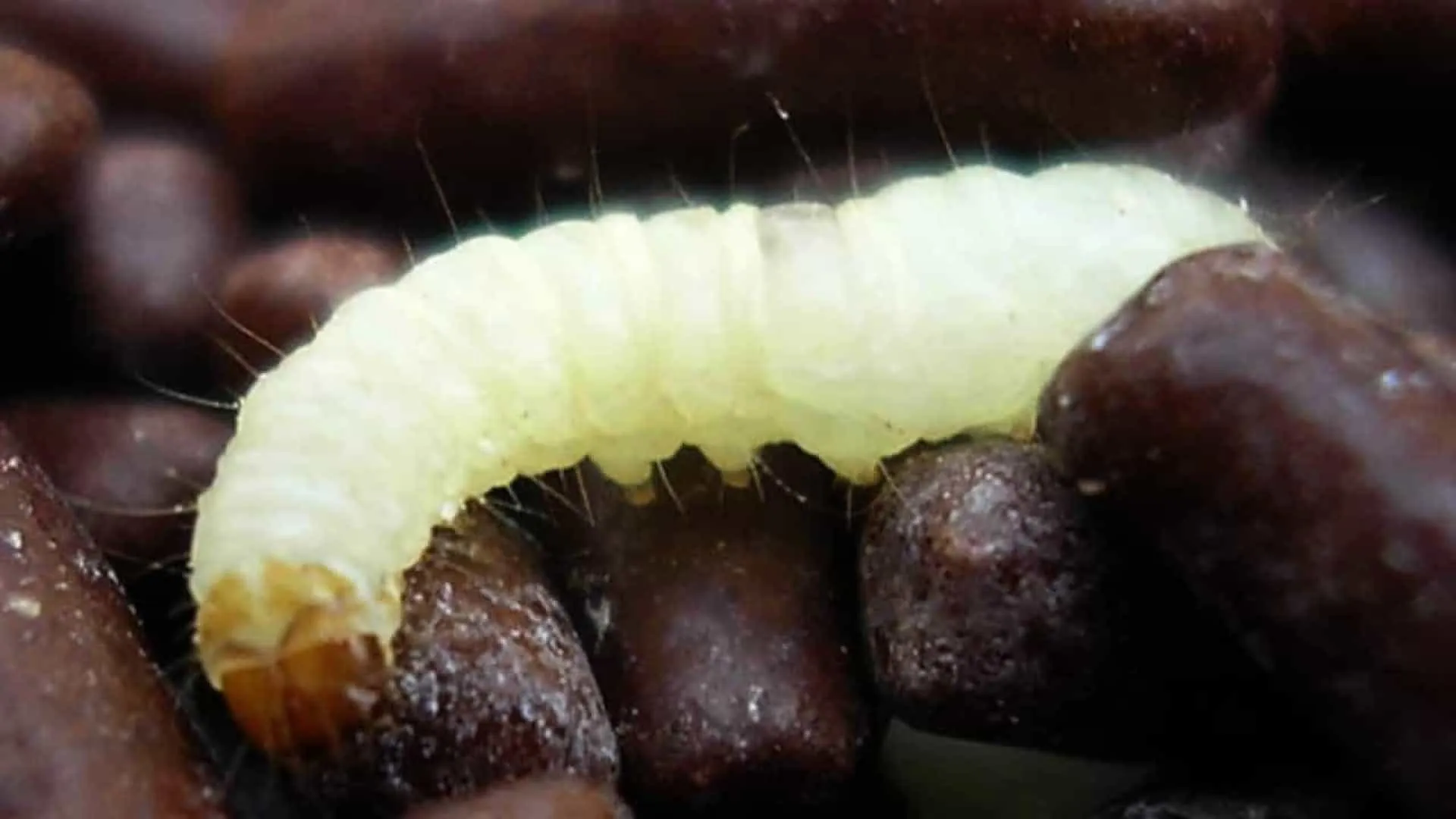 Paciente com câncer recebeu comida com larva em hospital no Rio, diz família - img