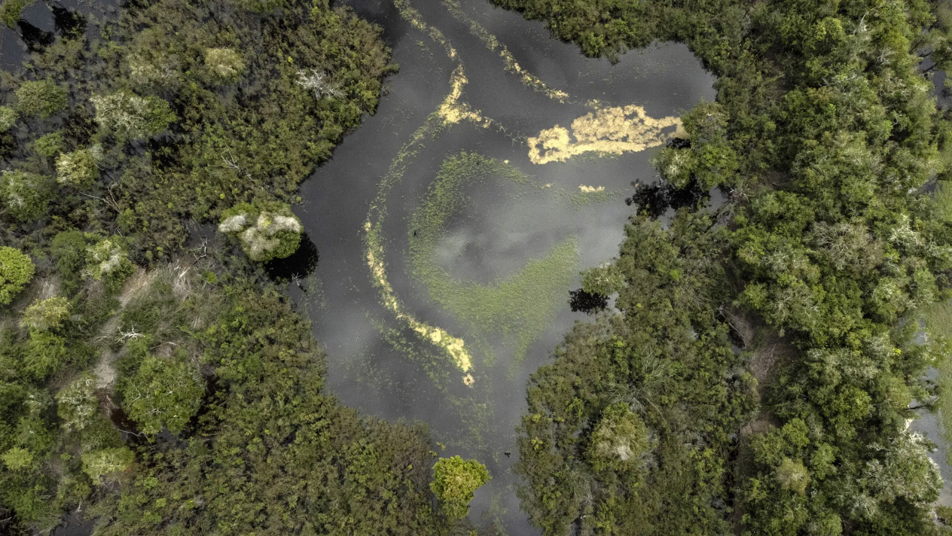 Amazônia precisa de 37 bilhões anualmente para evitar colapso - img