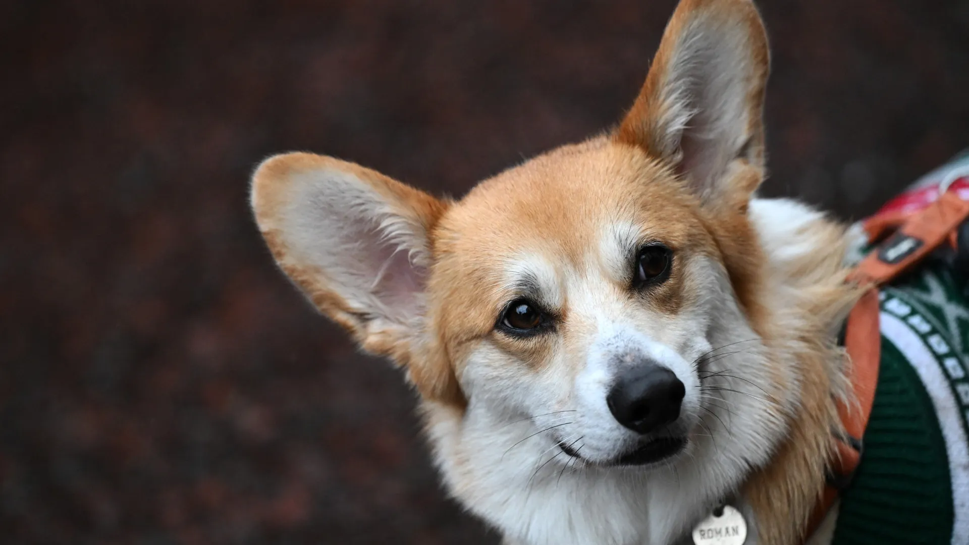 As raças de cachorros mais inteligentes o mundo - img