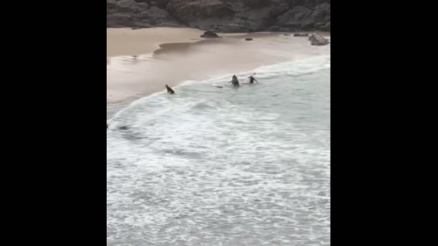 Pai salta no mar para salvar filha que caiu de cruzeiro da Disney; veja - img
