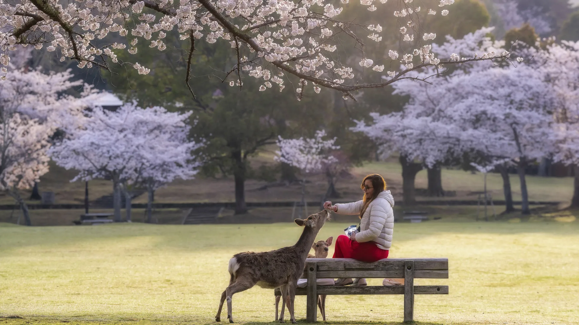 Companhia animal: os preferidos da ciência pra nós - img