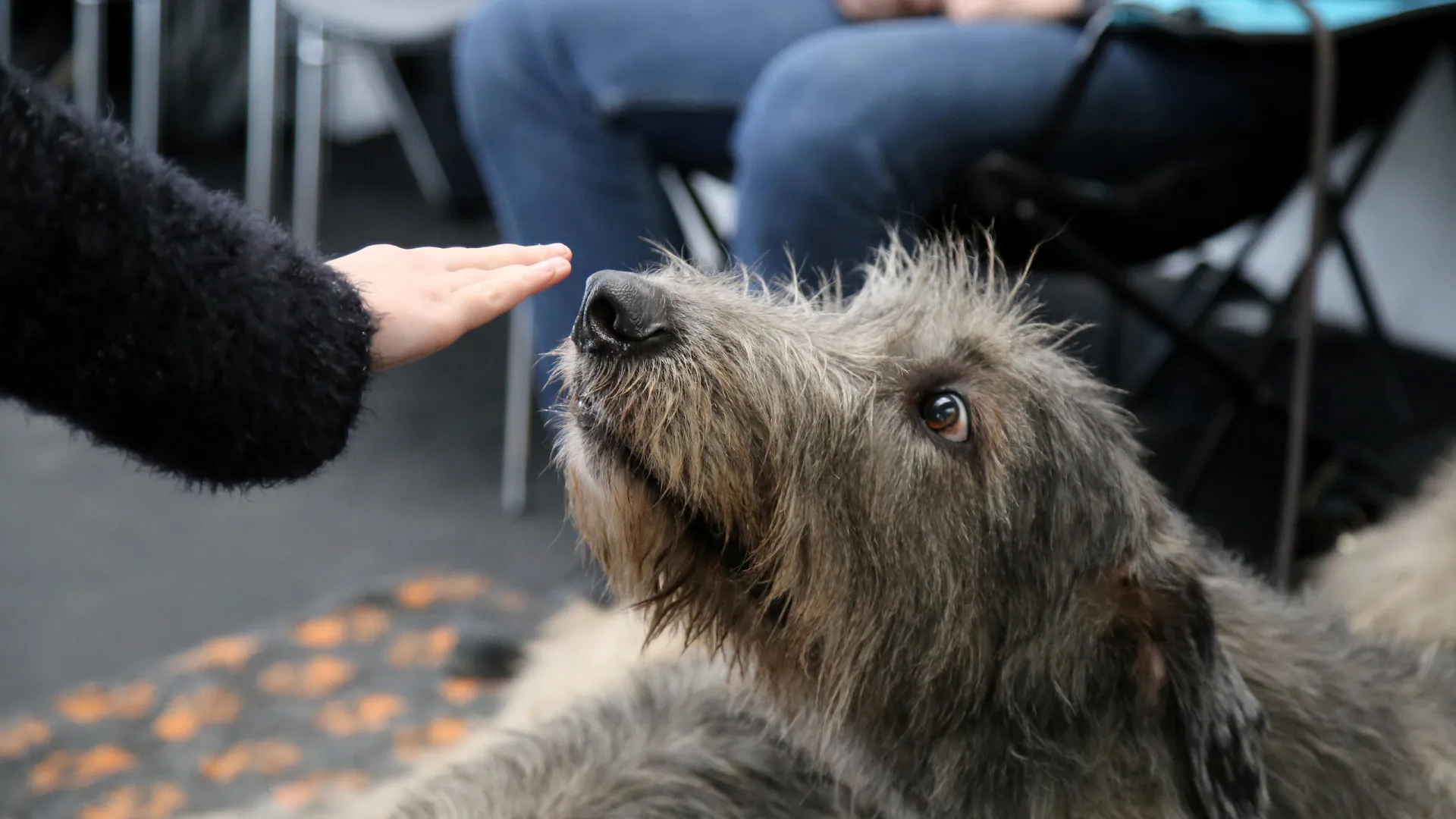 Doença de Parkinson tem um cheiro que alguns cães conseguem detectar - img